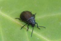 Galeruca tanaceti