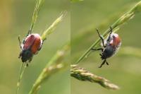 Anisoplia villosa