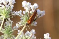 Oedemera podagrariae