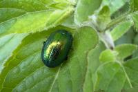 Chrysolina herbacea