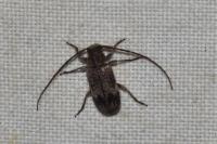 Exocentrus adspersus