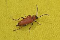 Stictoleptura rubra