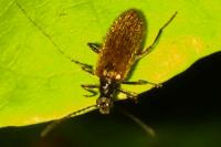 Lagria hirta