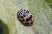 Oenopia conglobata