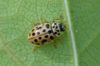 Anisosticta novemdecimpunctata