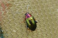 Crepidodera aurata