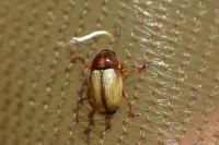 Cryptocephalus fulvus