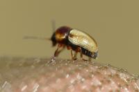 Cryptocephalus fulvus