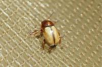 Cryptocephalus fulvus