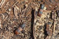 Bitoma crenata