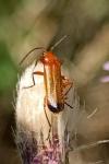 Rhagonycha fulva