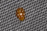 Halyzia sedecimguttata