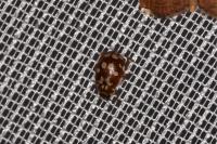 Myrrha octodecimguttata