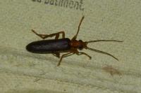 Nacerdes carniolica