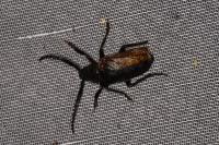 Prionus coriarius