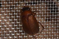 Serica brunnea
