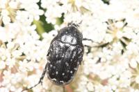 Oxythyrea funesta