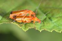 Rhagonycha fulva