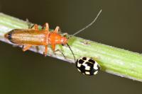 Rhagonycha fulva