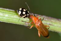 Rhagonycha fulva