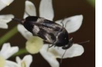 Variimorda