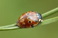 Anatis ocellata