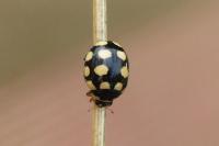 Coccinula quatuordecimpustulata