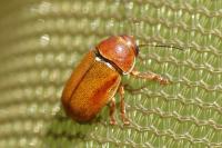 Cryptocephalus pini