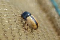 Cryptocephalus pygmaeus