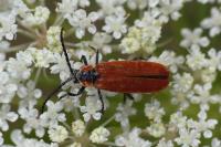 Lygistopterus sanguineus