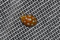 Halyzia sedecimguttata