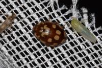 Myrrha octodecimguttata