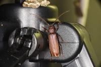 Arhopalus rusticus