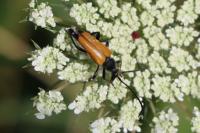 Stictoleptura fulva