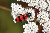 Trichodes apiarius