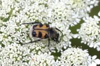 Trichius gallicus
