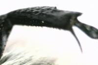 Trichius gallicus