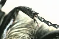 Trichius gallicus