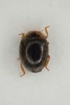 Scymnus rubromaculatus