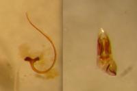 Scymnus rubromaculatus