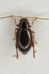 Longitarsus luridus