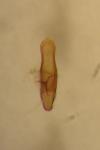 Longitarsus luridus
