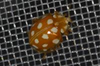 Halyzia sedecimguttata