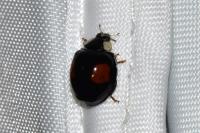 Harmonia axyridis