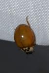 Harmonia axyridis