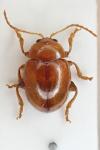 Sphaeroderma testaceum