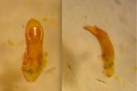 Sphaeroderma testaceum
