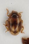 Rhyzobius chrysomeloides