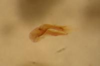 Rhyzobius chrysomeloides
