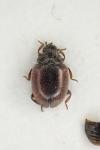 Scymnus limbatus